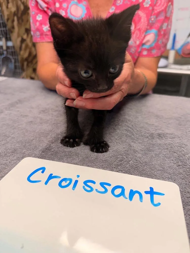 A baby small-sized male Black Domestic Short Hair cat named Croissant for adoption in Vancouver, WA