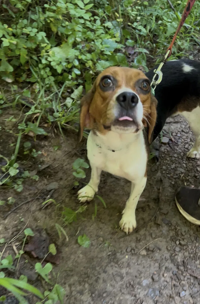 An adult small-sized female Tricolor (Brown, Black, & White) Beagle dog named Yam for adoption in Millerstown, PA