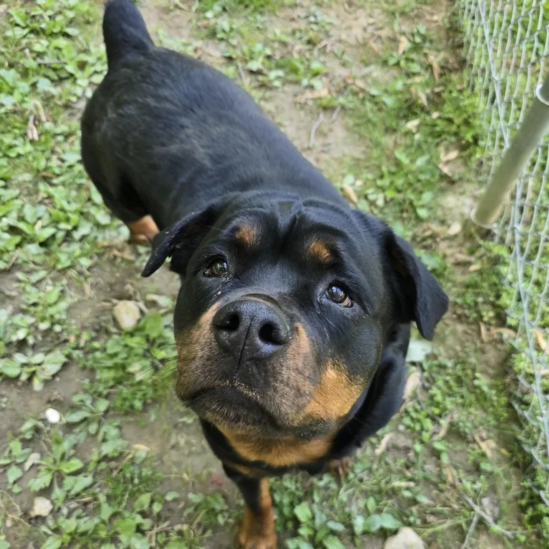 An adult large-sized female Bicolor Rottweiler dog named Giselle for adoption in Reisterstown, MD