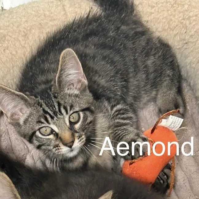 A baby small-sized male Domestic Short Hair cat named Aemond for adoption in Wheeling, IL
