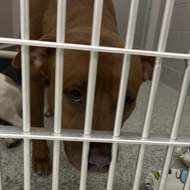 A young medium-sized male Brown / Chocolate Mixed Breed dog named Junior for adoption in Fort Wayne, IN