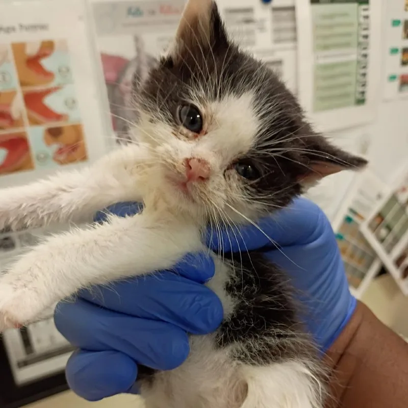 A baby small-sized male Black Domestic Short Hair cat named Inchworm for adoption in Lynchburg, VA