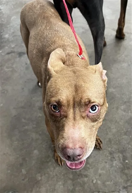 An adult large-sized female Mixed Breed dog named Canela for adoption in Dallas, TX