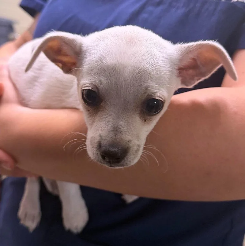 A baby small-sized male Chihuahua dog named Frito for adoption in Bloomfield, CT