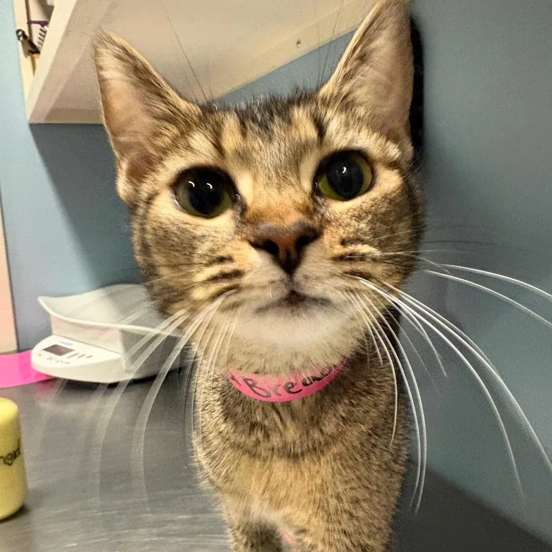A young medium-sized female Buff / Tan / Fawn Domestic Short Hair cat named Unlimited Breadsticks for adoption in Chattanooga, TN