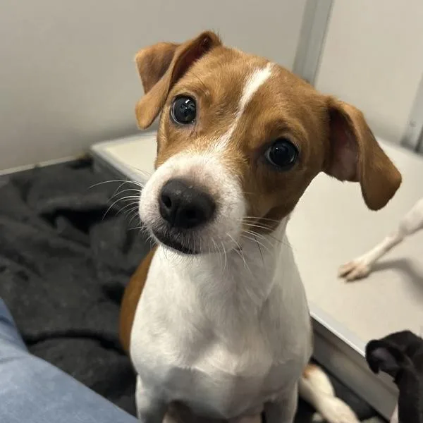 A young small-sized female Chihuahua dog named Frankie for adoption in Des Moines, IA
