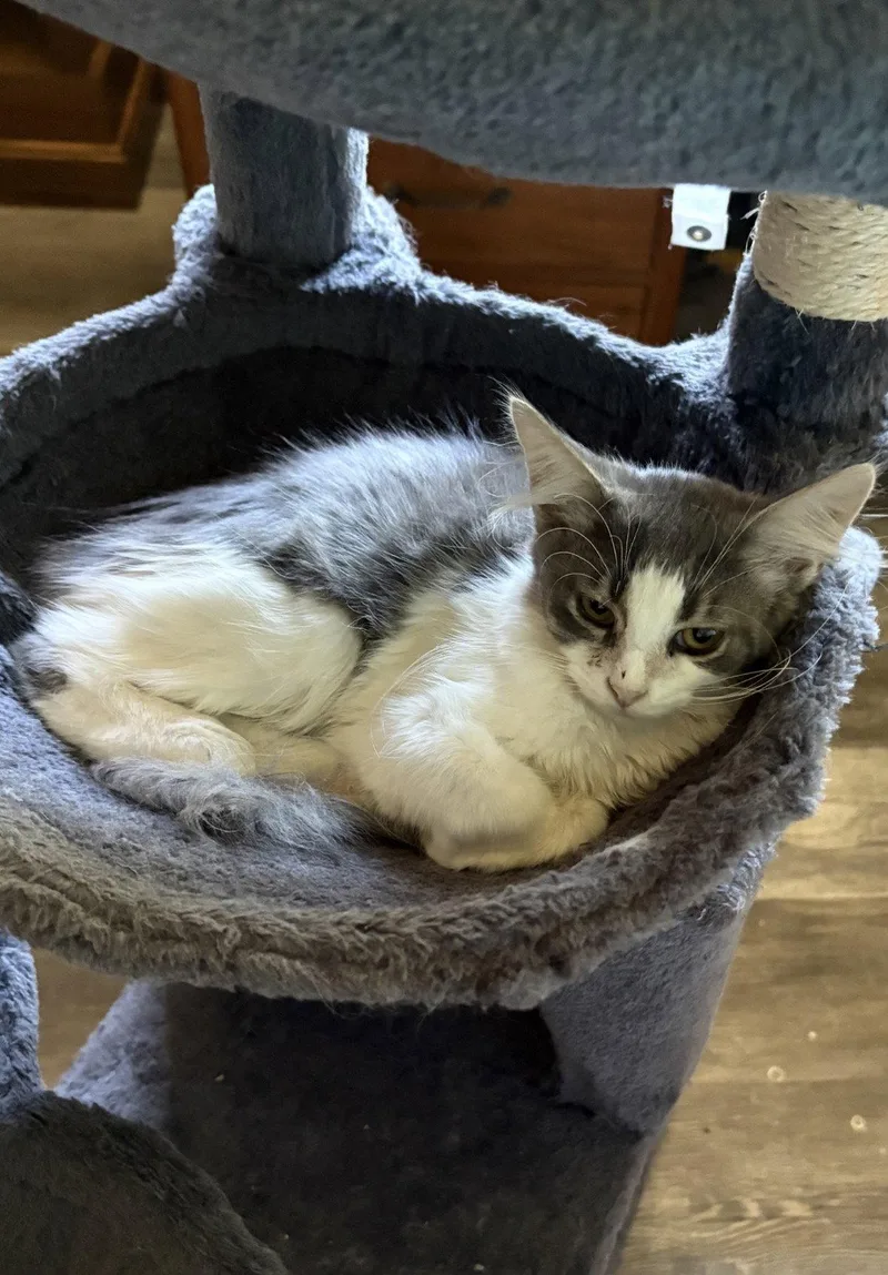A baby medium-sized female Gray & White Domestic Long Hair cat named Skye for adoption in Cuyahoga Falls, OH