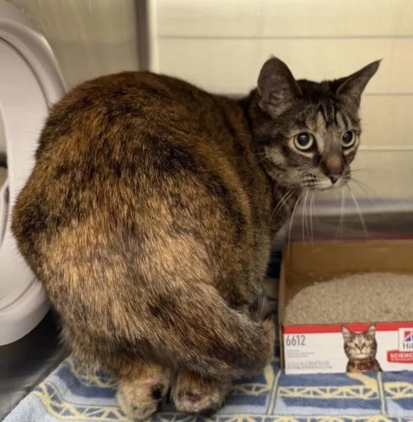 A senior medium-sized female Domestic Short Hair cat named Tootsie for adoption in Escondido, CA
