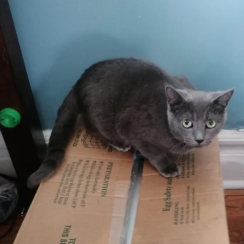 A baby medium-sized male Gray / Blue / Silver Domestic Short Hair cat named Giggles for adoption in New York, NY