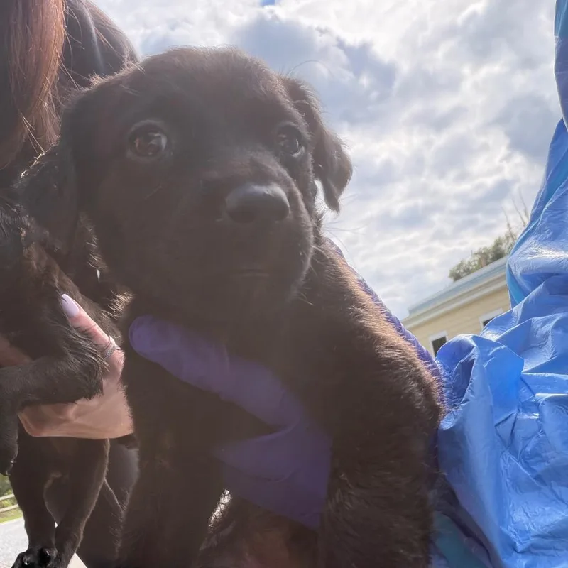 A baby medium-sized male Black Mixed Breed dog named Ralph for adoption in Red House, WV