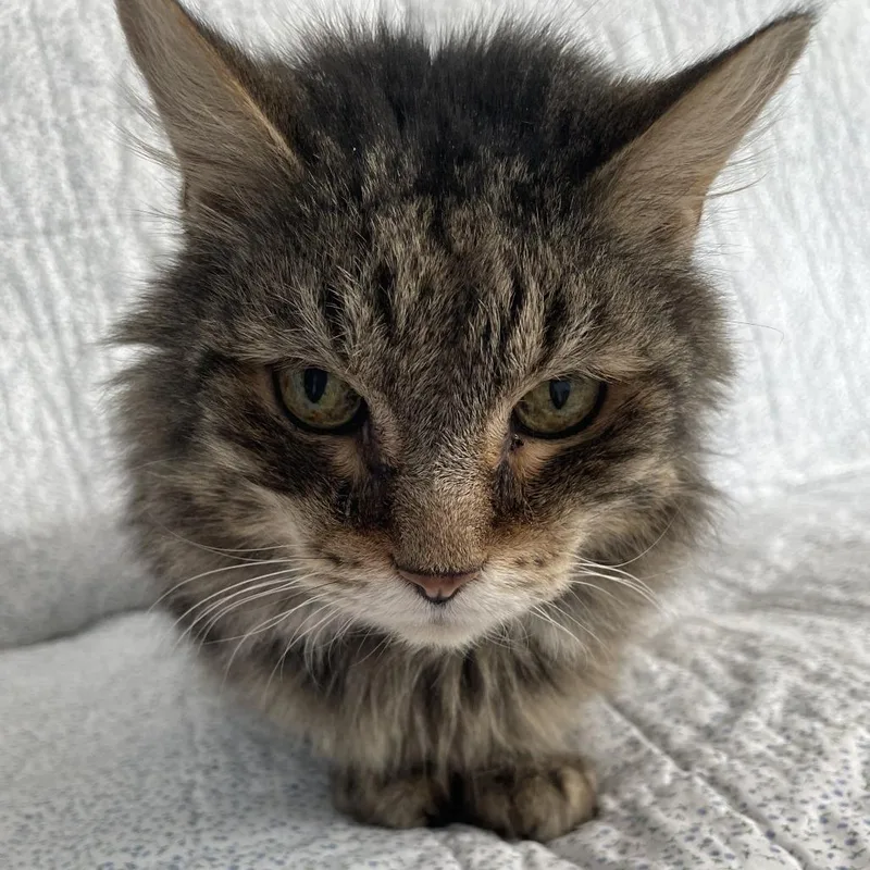 Lord Byron thumbnail 3