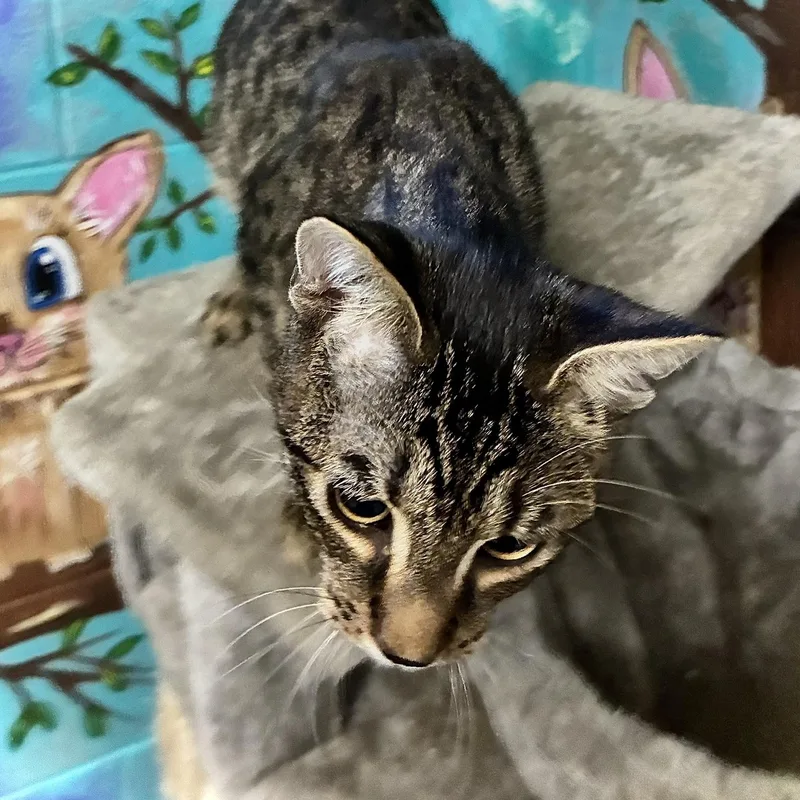 A baby medium-sized male Tabby (Gray / Blue / Silver) Tabby cat named Bandit for adoption in Emporia, VA