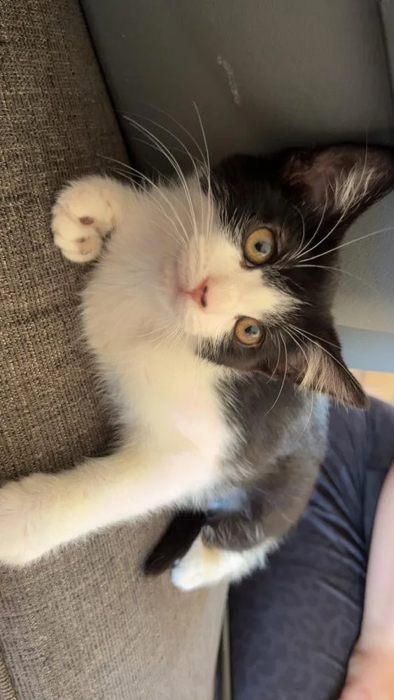 Pippa