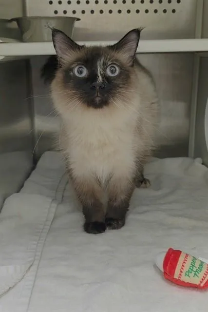 An adult medium-sized female Domestic Medium Hair cat named Margot for adoption in Saint Peters, MO