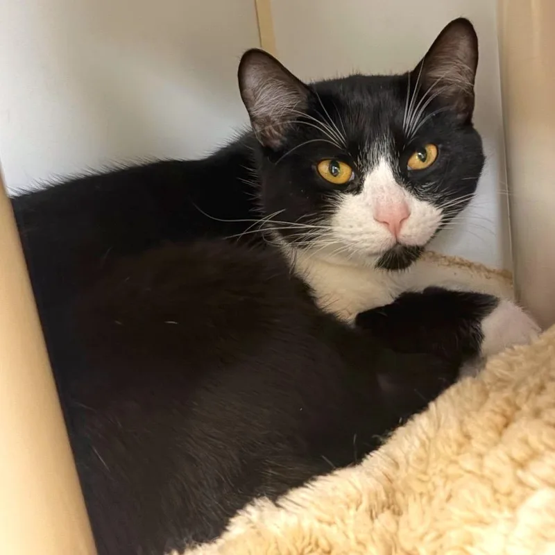 A young medium-sized male Domestic Short Hair cat named Boots for adoption in Woodinville, WA