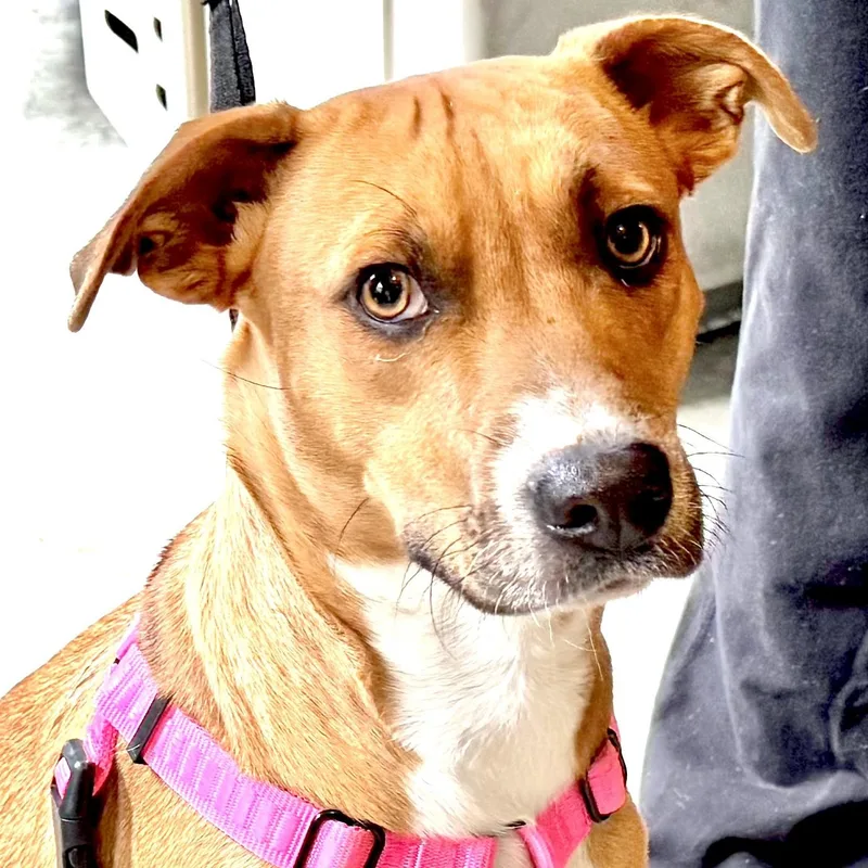 A young medium-sized female Golden Mountain Cur dog named Honey S for adoption in Sequatchie, TN