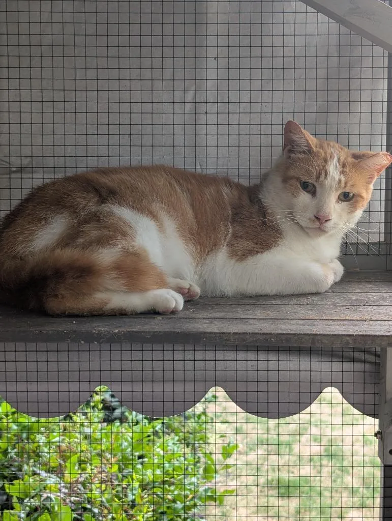 A young medium-sized male Domestic Short Hair cat named Tang for adoption in Evans, GA