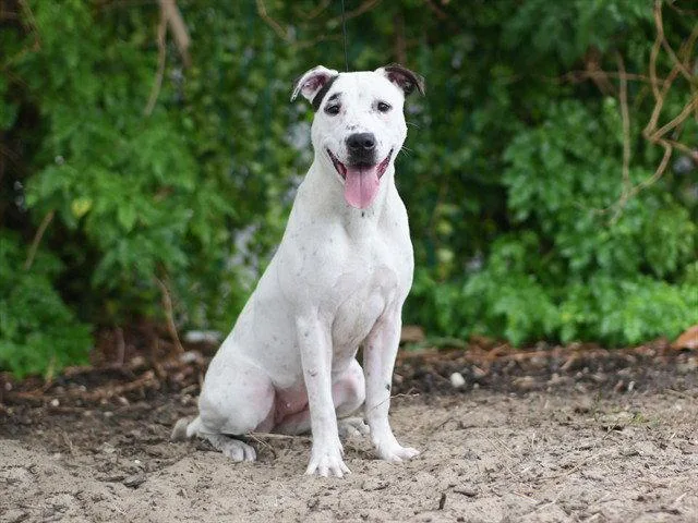 A young medium-sized female Pit Bull Terrier dog named Martha for adoption in Tavares, FL