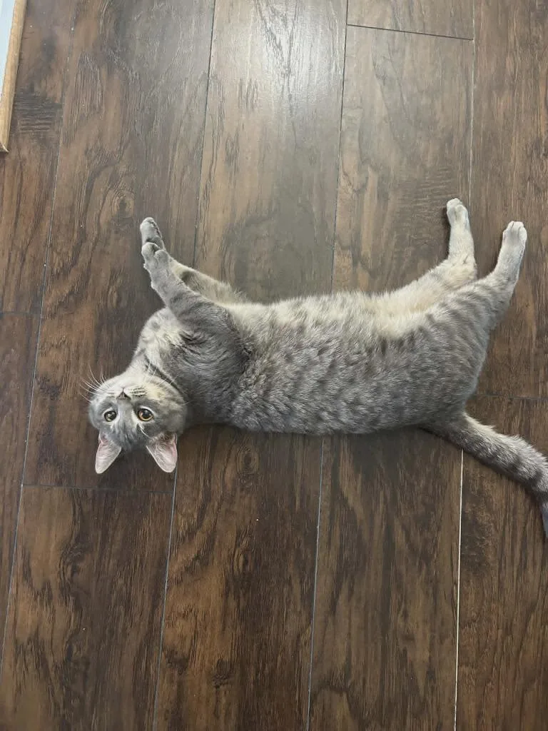 A young medium-sized male Domestic Short Hair cat named Ray Ray for adoption in Hoover , AL