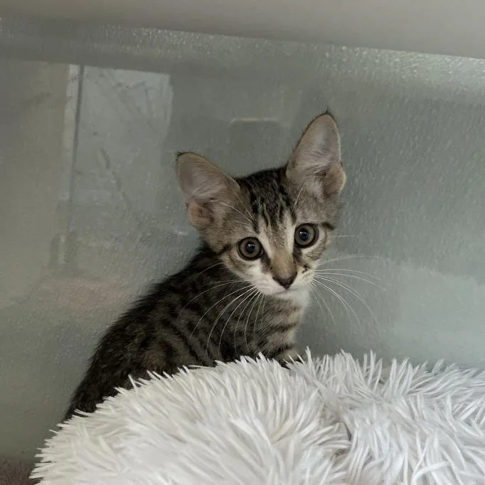 A baby small-sized male Brown / Chocolate Domestic Short Hair cat named Mogli for adoption in Jupiter, FL