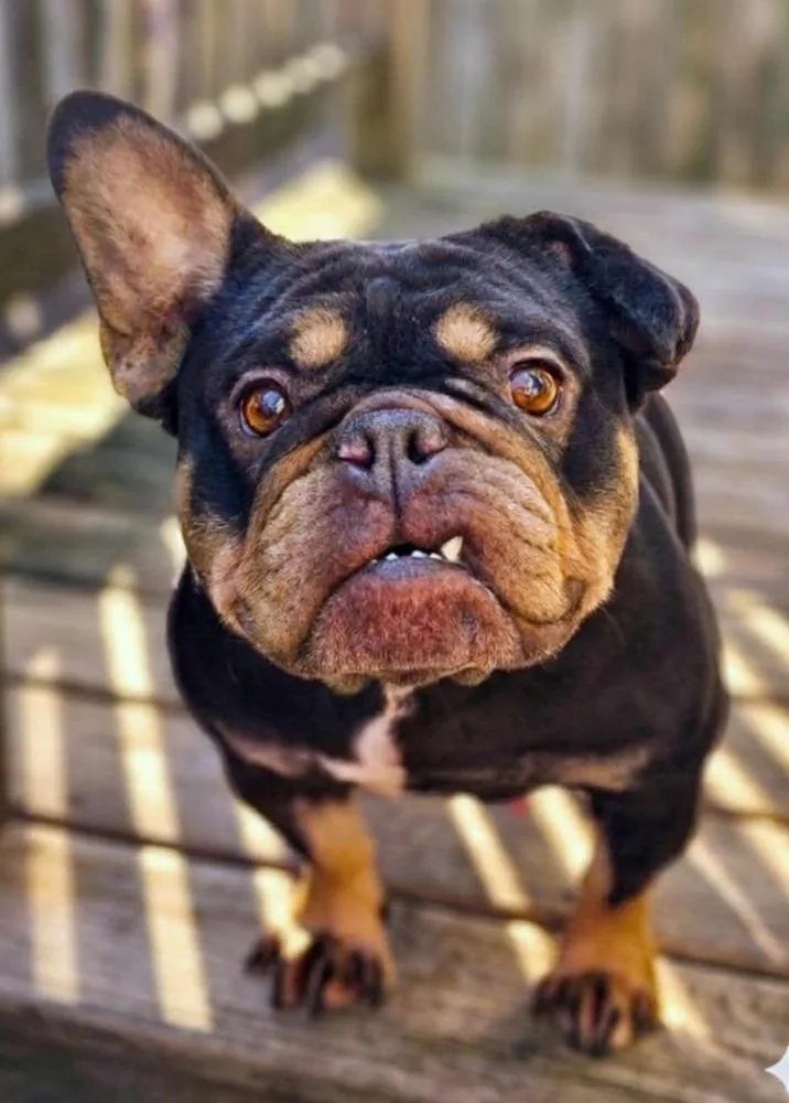 Prudence thumbnail 2