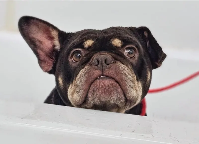 Prudence thumbnail 4