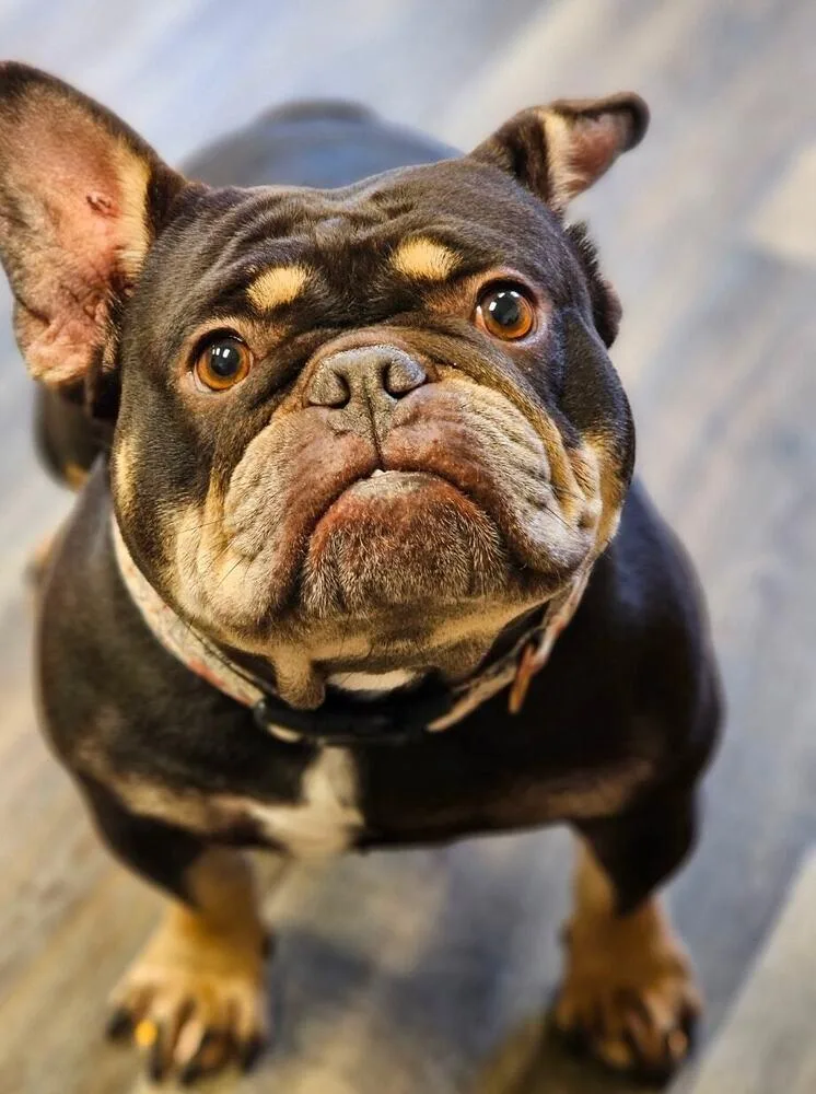 Prudence thumbnail 5