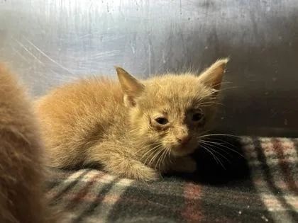 A baby small-sized male Domestic Short Hair cat named Wrench for adoption in Gainesville, FL