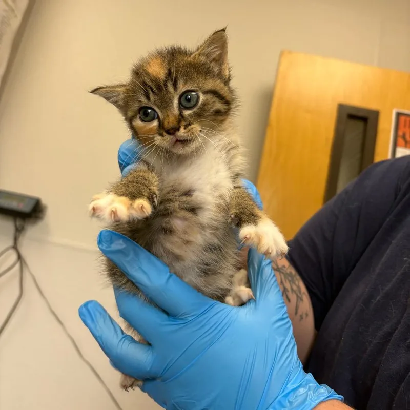 A baby small-sized female Black Domestic Short Hair cat named New Orleans for adoption in Columbiana, AL