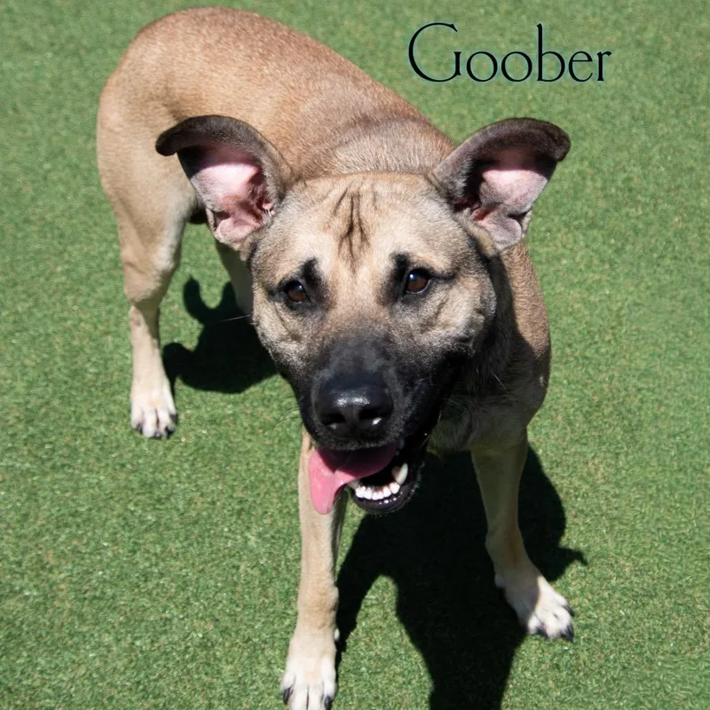 Goober