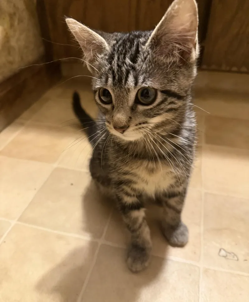 A baby medium-sized female Tabby (Brown / Chocolate) Tabby cat named Kasey for adoption in Omaha, NE