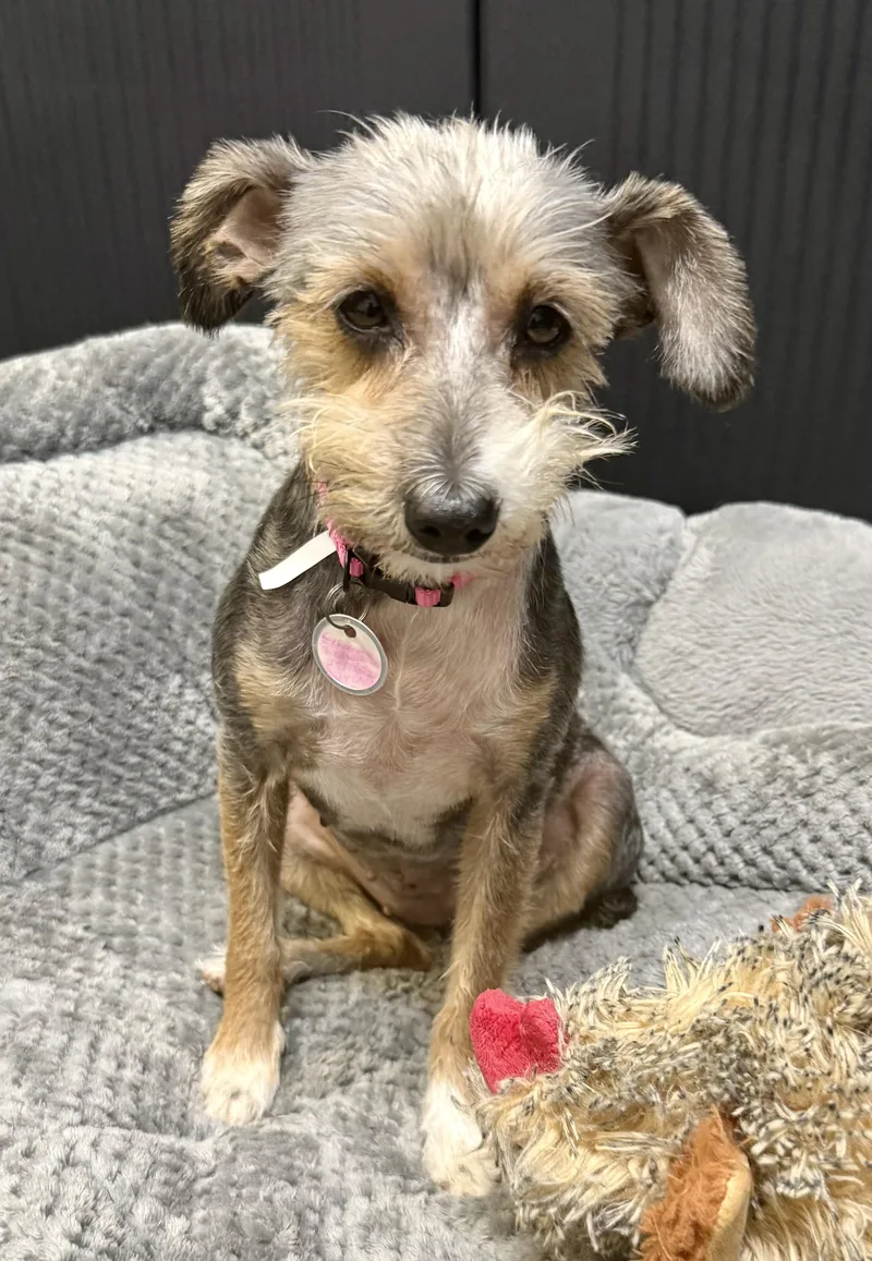 Hypoallergenic Female Yorkshire Terrier