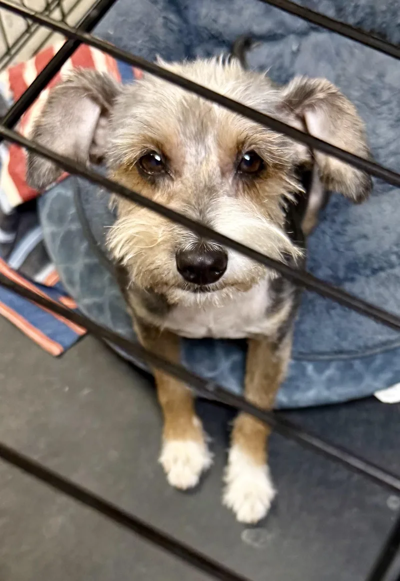 Hypoallergenic Female Yorkshire Terrier thumbnail 2