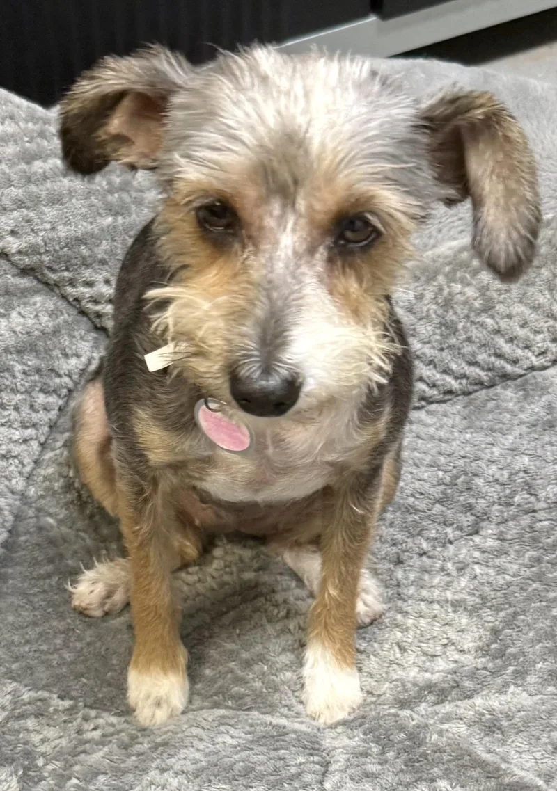 Hypoallergenic Female Yorkshire Terrier thumbnail 3