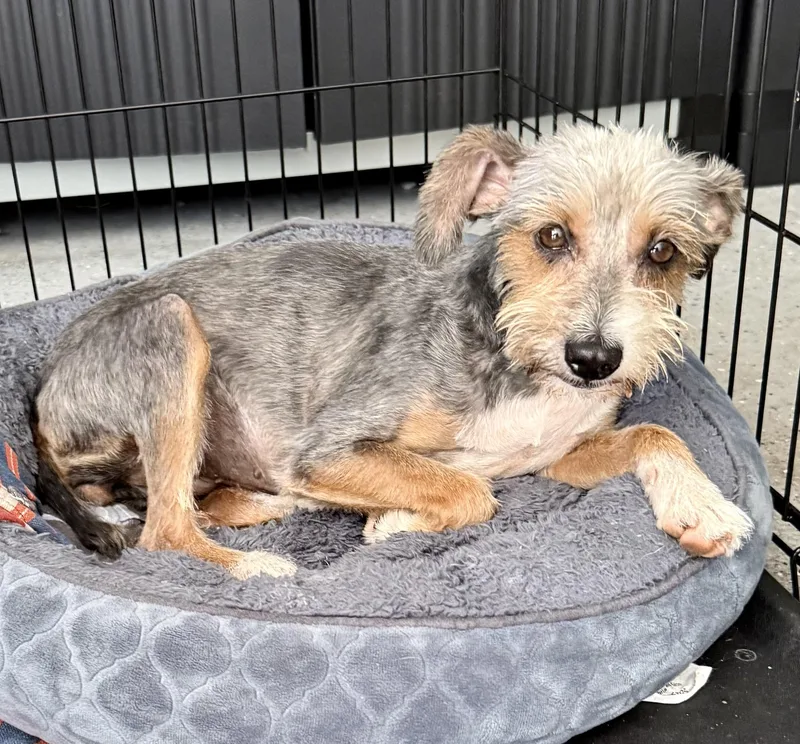 Hypoallergenic Female Yorkshire Terrier thumbnail 4