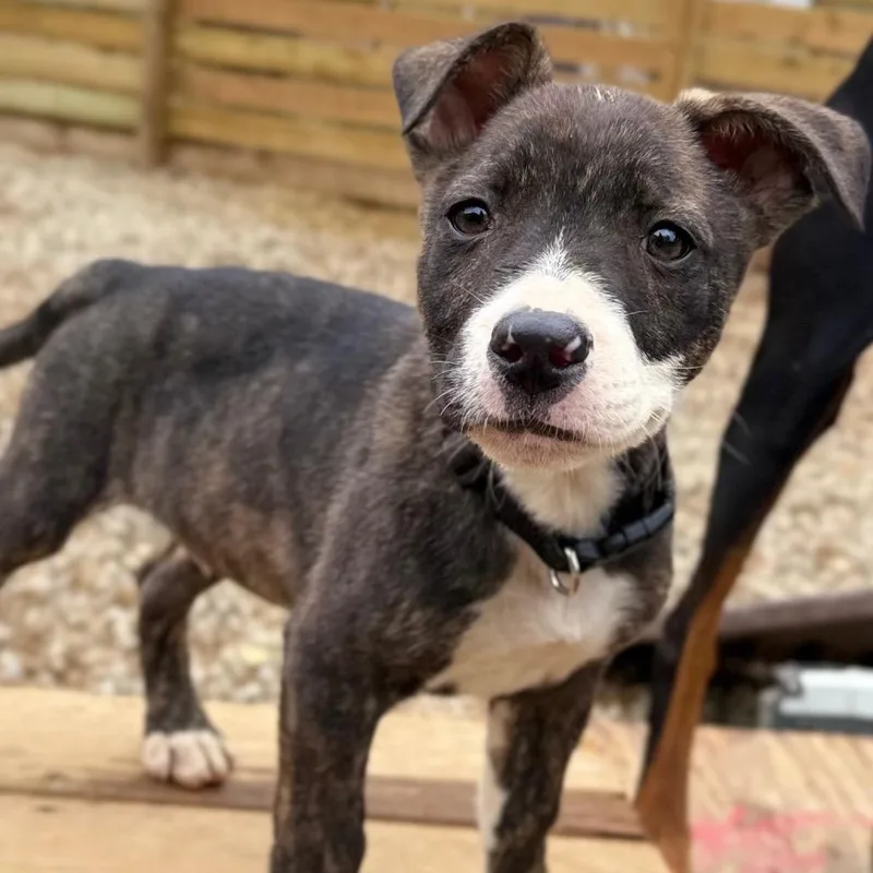 An adult medium-sized male Pit Bull Terrier dog named Banzai for adoption in Duck River, TN