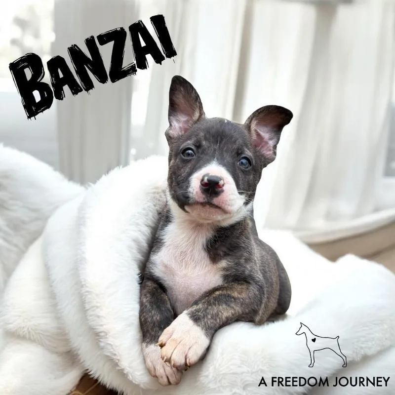 Banzai thumbnail 3