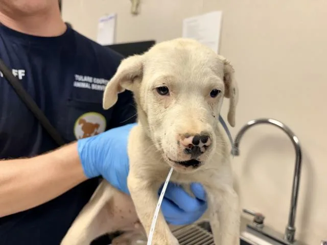 A baby small-sized male Australian Cattle Dog / Blue Heeler dog named A for adoption in Visalia, CA