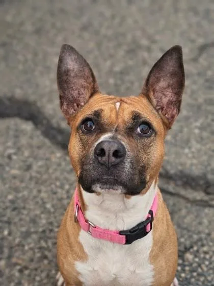 An adult medium-sized female Yellow / Tan / Blond / Fawn American Bully dog named Bailey for adoption in Bridgeport, CA