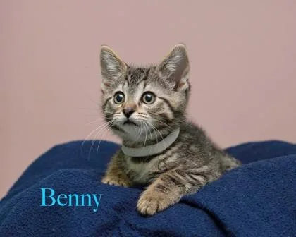 A baby small-sized male Domestic Medium Hair cat named Benny for adoption in Parma, OH