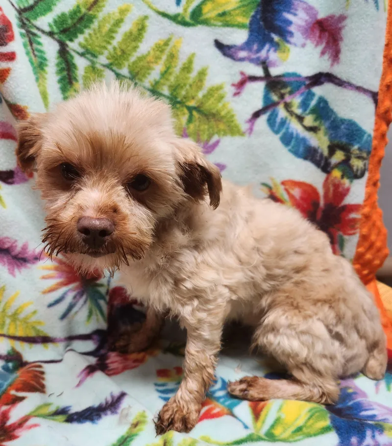An adult small-sized female Yellow / Tan / Blond / Fawn Morkie dog named Collette for adoption in Smithfield, PA