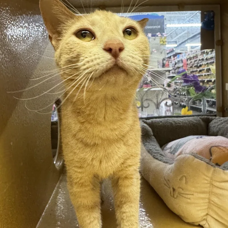 A young medium-sized female Buff / Tan / Fawn Tabby cat named Camille for adoption in Albuquerque, NM
