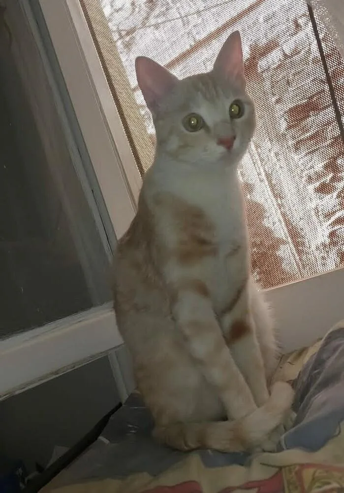 A young medium-sized female Exotic Shorthair cat named Mango for adoption in WOLCOTT, CT