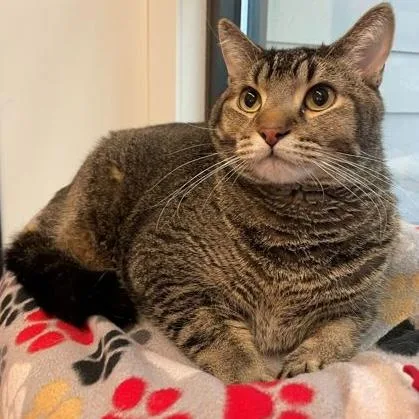 An adult large-sized male Tabby (Brown / Chocolate) Domestic Short Hair cat named Chevy for adoption in Rochester, MN