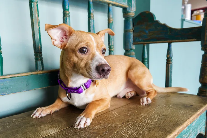 A baby small-sized male Yellow / Tan / Blond / Fawn Chihuahua dog named Wybie for adoption in San Antonio, TX