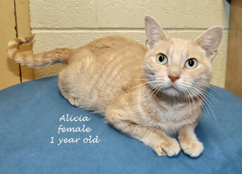 Alicia thumbnail 2