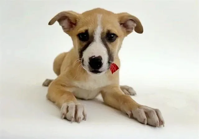A baby small-sized female Terrier dog named Zara for adoption in Saint Louis, MO