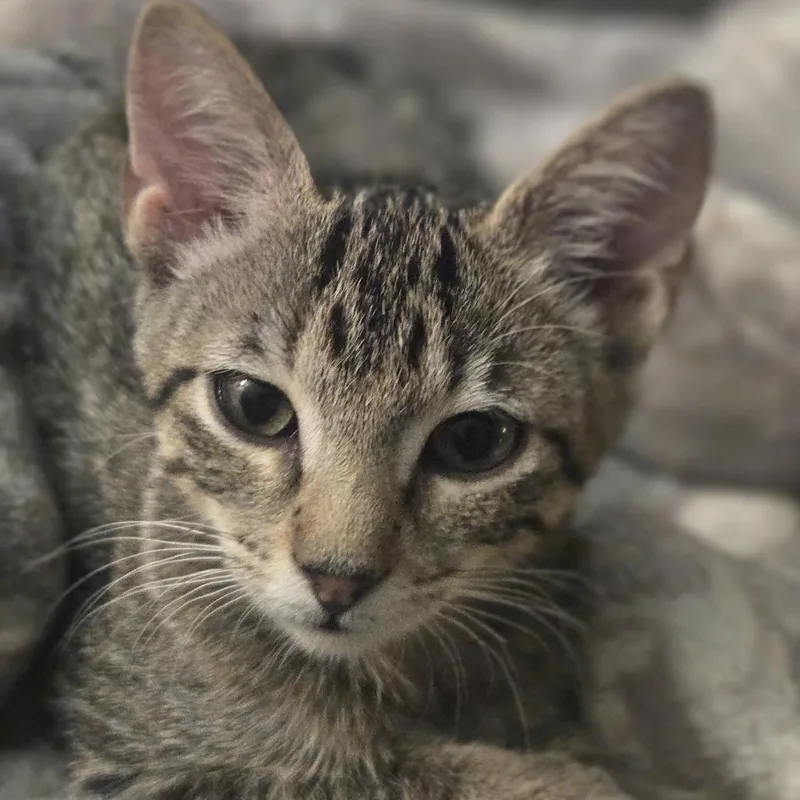 A baby small-sized female Brown / Chocolate Domestic Short Hair cat named Zhara for adoption in Bastrop, TX