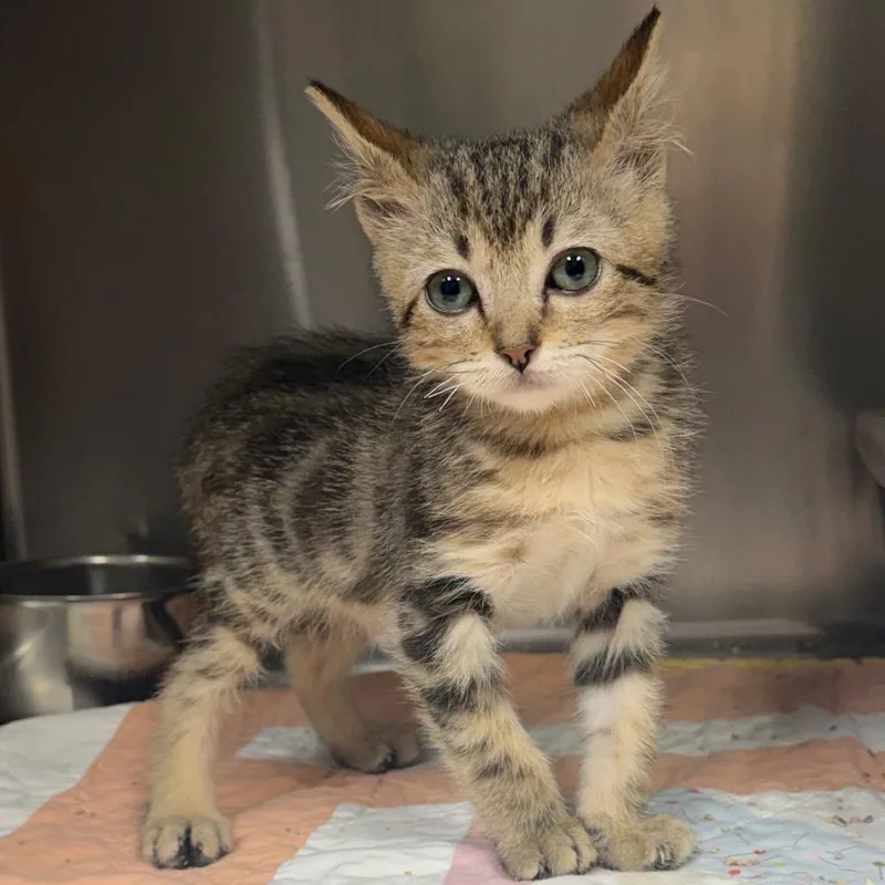 A baby small-sized female Brown / Chocolate Domestic Short Hair cat named Kiwi for adoption in Bryan, TX