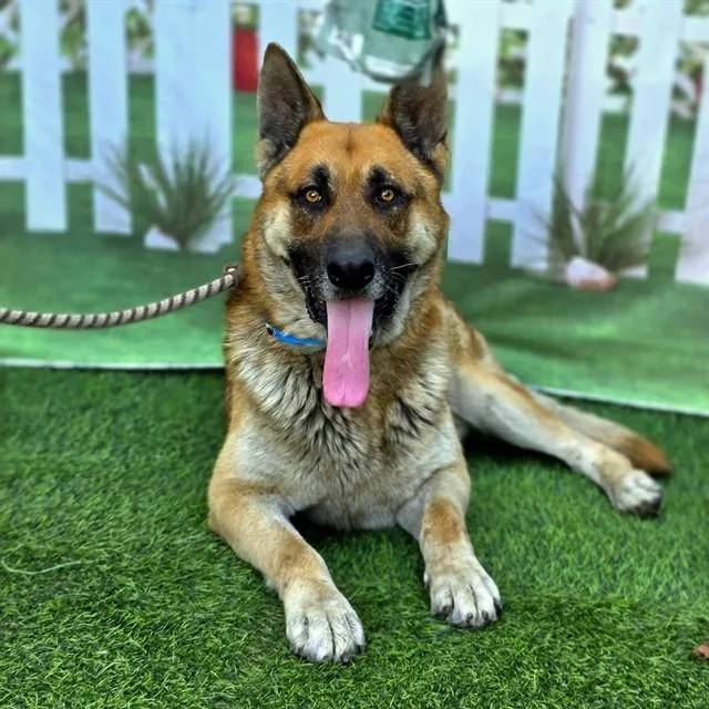 An adult large-sized male German Shepherd Dog dog named Captain Stubing for adoption in Long Beach, CA